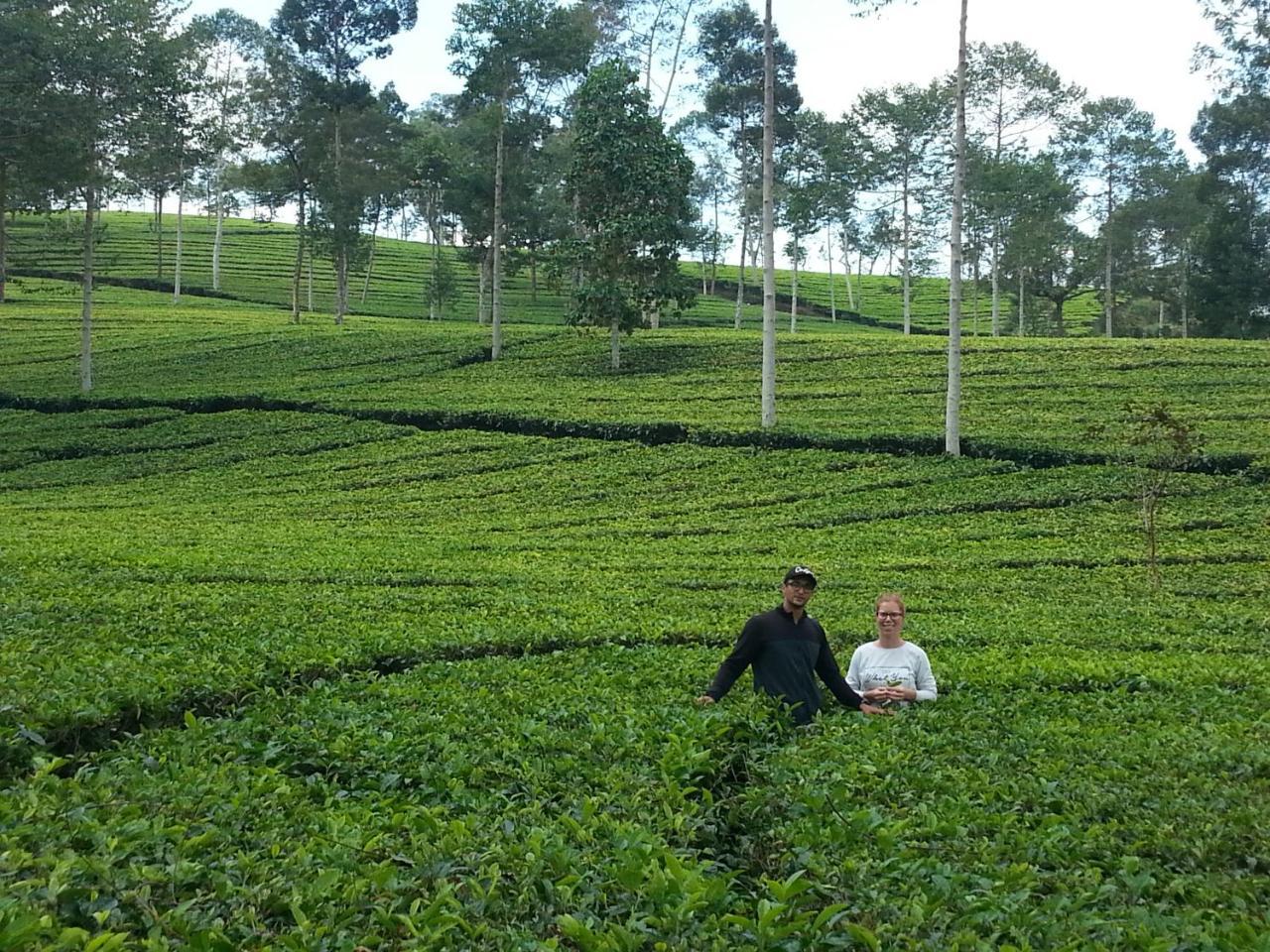 Harumi Dieng Wonosobo Extérieur photo